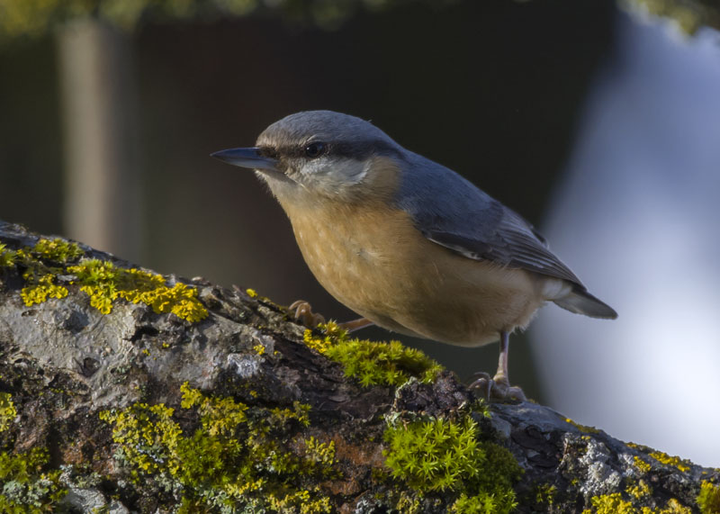 Picchio muratore (Sitta europaea)